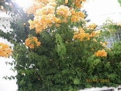 2015 06 06 et 07  APNA A DALIAS ALMERIA  (188)